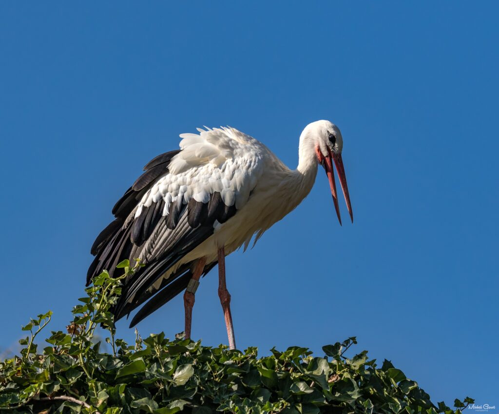 Cigogne, emblème de l'Alsace