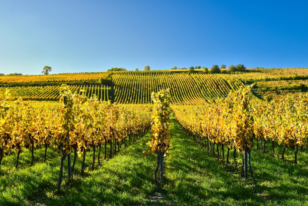champ de vignes en Alsace