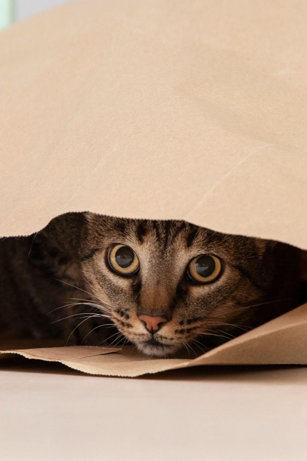 Conseils sécurisés pour déménager avec son chat