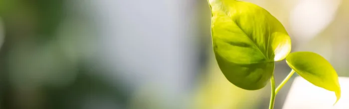 Déménagement écologique : nos conseils pour réduire l’impact carbone          